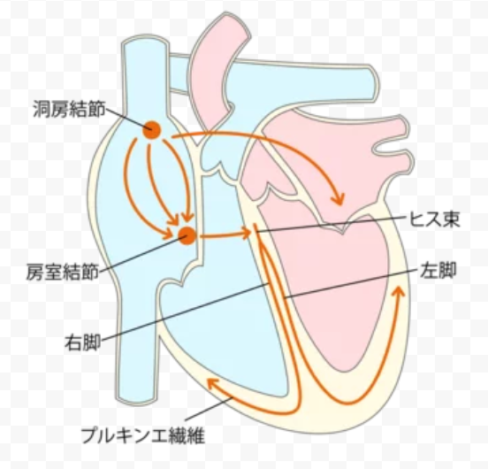 不整脈の診断・検査・治療 | いとう内科クリニック